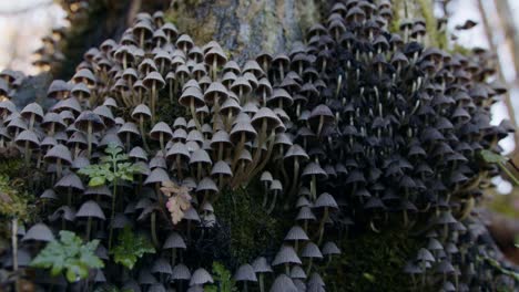 Mushrooms,-Fungi-growing-on-old-tree-trunk