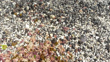 Washed-out-coral-and-sea-plants-on-beach-of-Tenerife