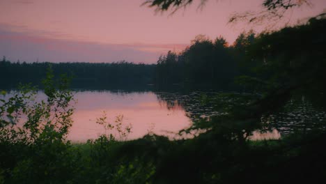 Golden-lake-in-lush-Swedish-forest-on-a-summer-evening