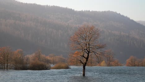 Trees-in-autumn-colors-in-water-on-a-flooded-field