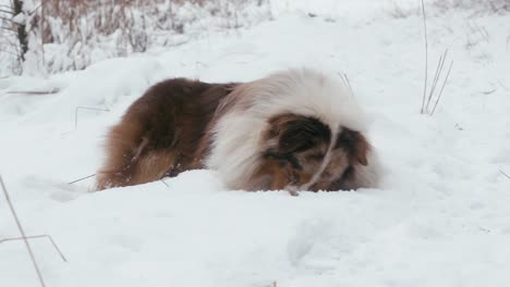 Fluffy-australian-shepherd-roll-with-its-fur-splayed-out-and-enjoying-itselfplaying-in-the-snow