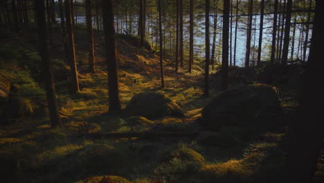 Mossy-forest-floor-with-boulders-and-a-lake,-sunny-summer-evening-in-Sweden
