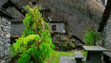 The-bright-plant-curls-between-tranquil-stone-houses-in-a-valley-below-the-mountains-in-Cavergno-village,-Switzerland