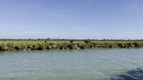 Flat-plain-by-the-river-with-black-Spanish-oxen-running-along-the-river