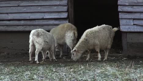 Goats-eating-winter-Berlin-Tiergrten-Neukoelln-Germany-HD-6-secs-00111_1