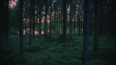 Walking-in-lush-dark-Swedish-forest-during-sunset