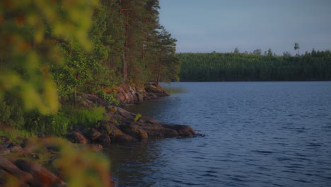 Lakeshore-with-rocks-and-pine-trees,-summer-evening-in-Sweden