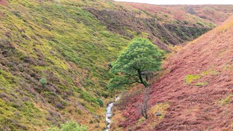 Slow-moving-moorland-stream-flowing-gently-on-the-Pennine-moors,-aerial-drone-video-with-small-waterfalls,river-and-heather-covered-valley