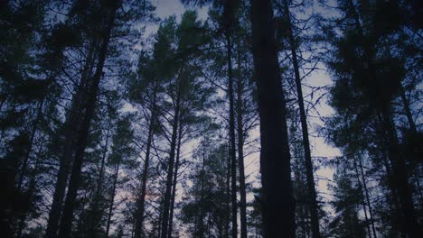 Treetops-in-a-dark-pine-forest-in-Northern-Europe