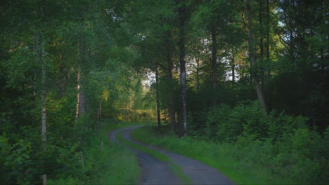 Gravel-road-in-lush-green-Swedish-forest-during-summer