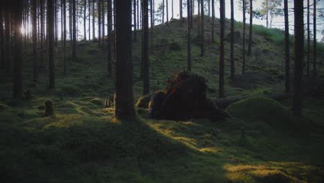 Fallen-tree-trunk-in-Swedish-mossy-forest,-summer-evening