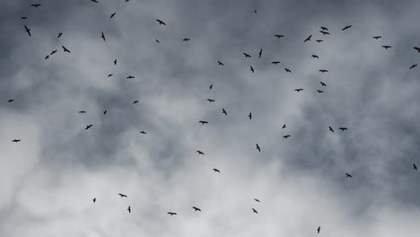 Flock-of-black-raven-birds-against-storm-sky-with-dark-grey-clouds,-view-from-below