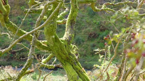 Musgo-Verde-Que-Crece-En-Las-Ramas-De-Un-árbol