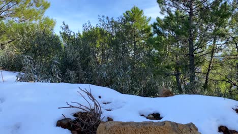 First-time-snow-on-La-Quinta-mountain-in-Marbella-Malaga-Spain,-nature-with-green-trees-and-blue-sky,-nice-sunny-day,-4K-shot