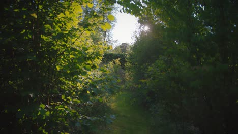 Lush-green-garden-path-through-bushes-in-Sweden-during-summer