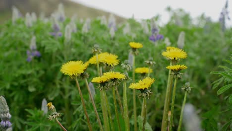 A-close-up-of-yellow-dandelions-in-a-flowery-Iceland-field