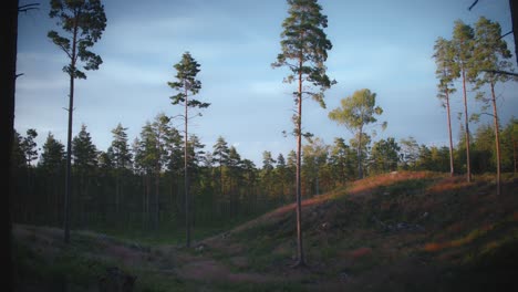 Waldlichtung-Mit-Einsamen-Hohen-Bäumen-In-Schweden