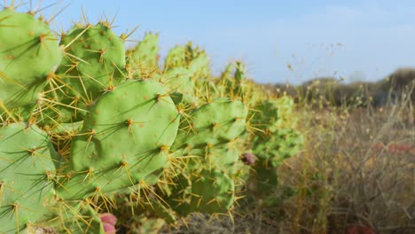 Opuntia-ficus-indica-is-a-species-of-cactus