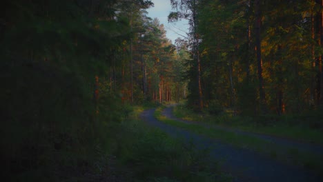A-gravel-road-curves-through-a-dense-pine-forest-in-Scandinavia