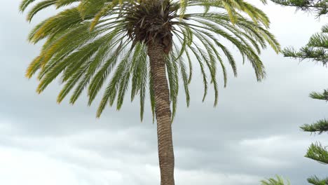 Palm-tree-against-grey-sky-in-Tenerife-island,-tilt-up-view