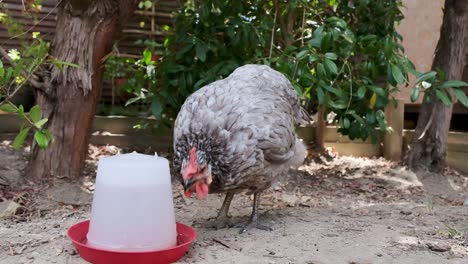 Free-range-pet-chicken-drinks-water-on-a-hot-day-under-some-trees