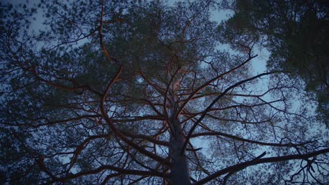 Un-árbol-Misterioso-En-Un-Bosque-Con-Ramas-Torcidas-Y-Luz-Dorada-Del-Sol
