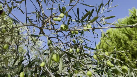 Green-olives-on-a-tree-in-the-sun-in-France-with-small-leaves-on-old-olive-tree