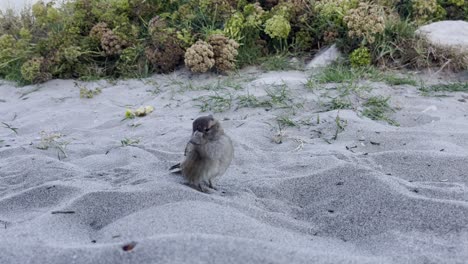 small-brown-bird-sits-in-the-sand-and-looks-for-food