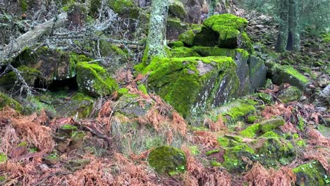 Old-trees-and-rocks-covered-in-green-moss-in-a-forest-in-Marbella-Malaga,-nature-in-Spain,-4K-shot