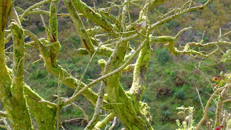 Grünes-Moos-Wächst-Auf-Den-Ästen-Eines-Baumes