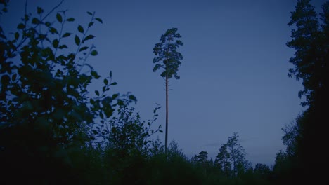 Lonely-tree-towering-above-the-forest-on-a-summer-evening-in-Sweden