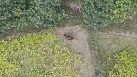 Aerial-top-down-view-of-brown-dairy-cattle-graze-alone-on-green-meadow