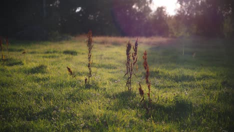 Weeds-growing-from-grass-lawn-on-a-summer-evening