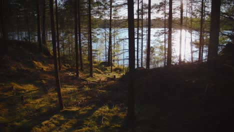 Forest-walking-with-lake-and-golden-sun-in-Sweden