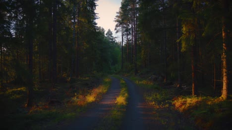 Gravel-road-with-golden-sunlight-through-a-Swedish-forest