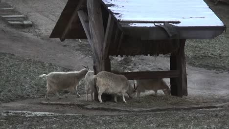 Goats-eating-winter-Berlin-Tiergrten-Neukoelln-Germany-HD-6-secs-00110_1