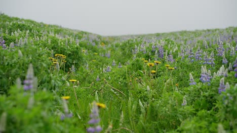 A-beautiful-meadow-filled-with-colorful-lupine-and-dandelion-flowers-in-Iceland