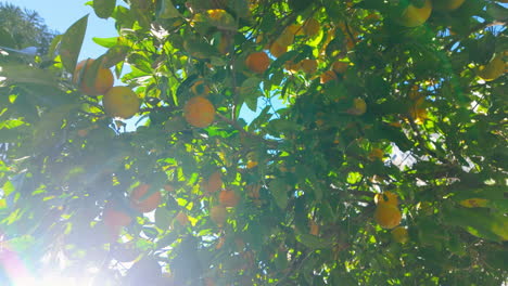 Lush-orange-tree-branches-laden-with-ripe,-sunlit-lemons-against-a-clear-blue-sky
