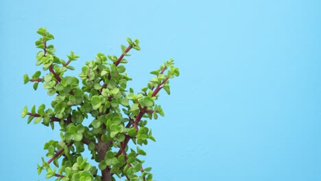 Vibrant-green-plant-isolated-on-light-blue-background,-handheld-view