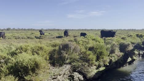 Oxen-stand-on-the-bank-of-a-river-and-graze-peacefully-with-young-animals-in-the-sun-in-good-weather