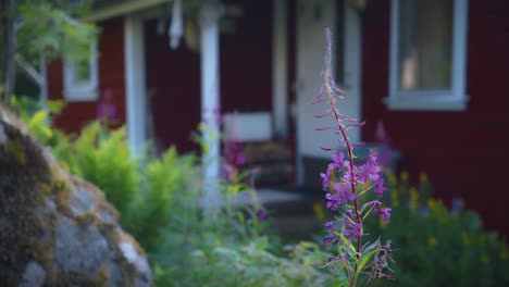 Purple-flower-growing-in-garden-of-a-red-Swedish-summer-house