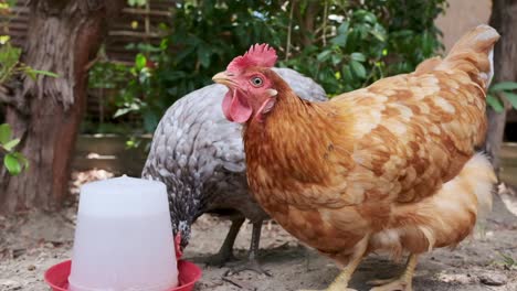 Two-free-range-chicken-hens-drinking-water-to-stay-hydrated-on-a-hot-day