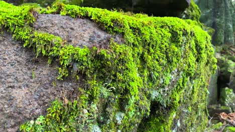 Beautiful-bright-green-moss-growing-on-big-rocks-in-a-forest-in-Marbella-Malaga,-nature-in-Spain,-4K-shot
