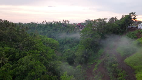 Ubud-jungle,-dense-tropical-paradise-of-diverse-plant-and-animal-life