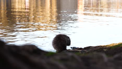 Wet-beaver-stand-near-reflective-river-water-and-groom-himself,-clean-fur