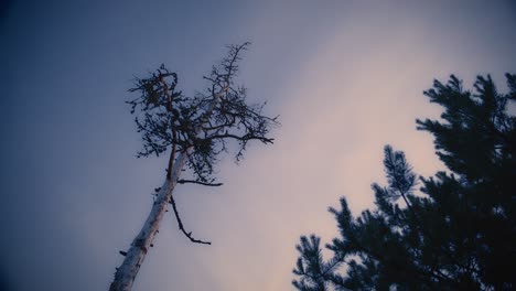 Einsamer-Toter-Baum-Gegen-Den-Himmel-An-Einem-Sommerabend