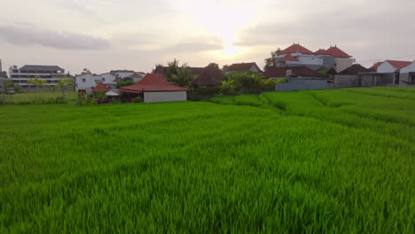 Die-Reisfelder-Von-Canggu-Sind-Malerische-Weiten-üppiger,-Terrassenförmig-Angelegter-Reisfelder