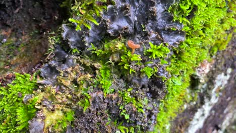 Beautiful-bright-green-moss-and-fungi-growing-on-a-rock-in-a-forest-in-Marbella-Malaga,-nature-in-Spain,-4K-shot