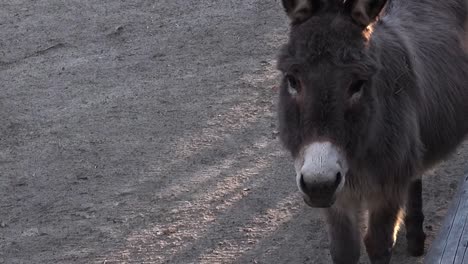 Close-up-of-one-donkey-in-Tierpark-Neukoelln-Berlin-Winter-5-secs-HD-25-fps-00114_1