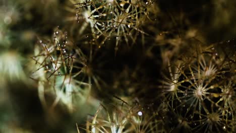 Extreme-close-up-of-green-cactus-with-lots-of-sharp-needles